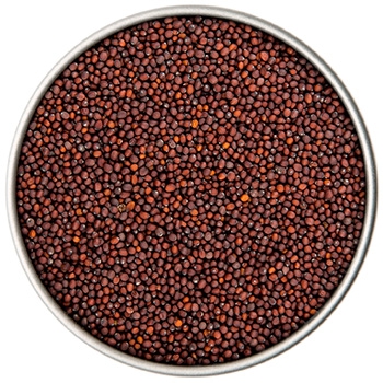 BIO Senfkörner braun | 90 g Dose