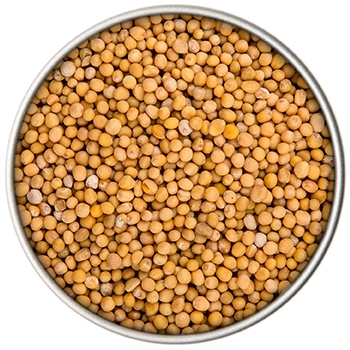 BIO Senfkörner gelb | 90g Dose
